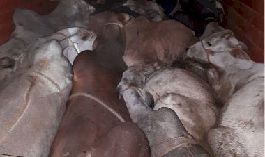 सीकरी पुलिस ने की बड़ी कार्यवाही तीन गाड़ियों से 45 गौवंश कराए मुक्त