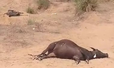 गांवो में अज्ञात बीमारी फैलने से पशुओ की हो रही अकाल मौत