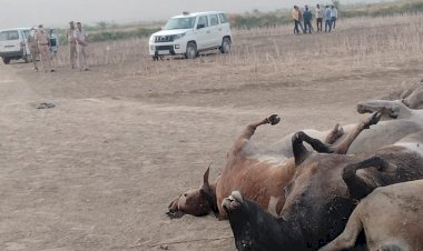 पहाड़ी क्षेत्र में नही थम रही गौतस्करी की घटनाएं, गाजूका -बीमा मार्ग पर मिले 19 गौवंश मृत, प्रशासन मौन