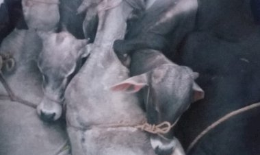 घाटमीका और हुजरा के गौतस्करो के बीच फायरिग