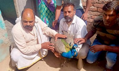 जनूथर के गाँव नाहरौली देशवार मे बंदरों के हमले से राष्ट्रीय पक्षी मोर घायल