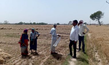 11000 केवी विधयुत लाइन टूटकर खेत मे गिरी, गेंहू की फसल मे लगी आग