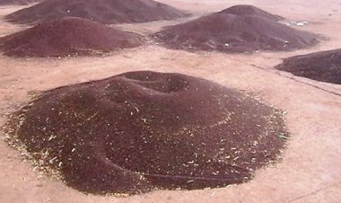 किसानों ने लगाया व्यापारियों पर निजी लैब संचालकों से सांठगांठ कर सरसों की खरीद में शोषण का आरोप