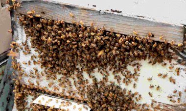 मधुमक्खी के आतंक से रामगढ़ तहसील परिसर के सामने बाजार में मची अफरा-तफरी