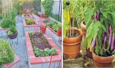 किचन गार्डन में ऑर्गेनिक सब्जियां तैयार करना आज की आवश्यकता