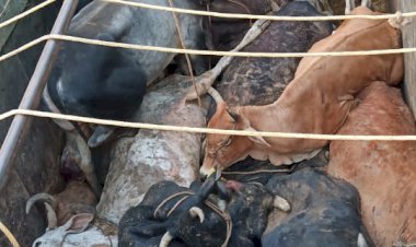 गौतस्करों के खिलाफ पुलिस की कार्यवाही, 35 गोवंशो से लदा ट्रक जप्त, गौतस्कर हुए फरार