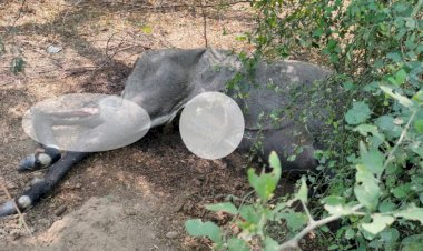 वन विभाग के कर्मचारियों की बड़ी लापरवाही, नीलगाय के मृत शव को खाते रहे कुत्ते