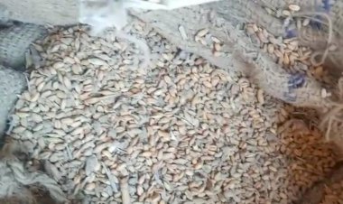 राशन डीलर द्वारा दिया जा रहा सड़ा-गला गेंहूँ, ग्रामीणो मे आक्रोश