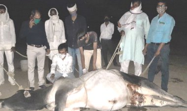 आपसी संघर्ष मे साण्ड का फटा पेट,  ग्रामीणो की मदद से की गई सर्जरी