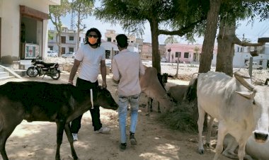गायों की सेवा कर लोकदेवता ओम बन्ना की जन्म जयंती मनाई