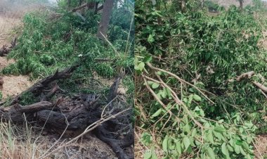 एक तरफ ऑक्सीजन की किल्लत दूसरी ओर धड़ल्ले से हो रही हरे पेड़ों की कटाई