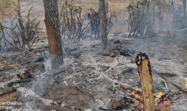 बिजली ट्रांसफार्मर की चिंगारी से खेत की बाड़ में लगी आग