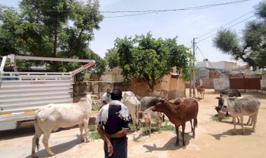 सेवा समिति की ओर से गौवंश व मूक पशु पक्षियों की सेवा निरन्तर जारी