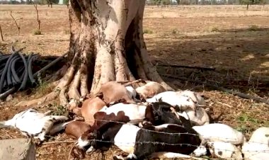 बारिश में गिरा विद्युत पोल, करंट से 25 बकरियों की मौत