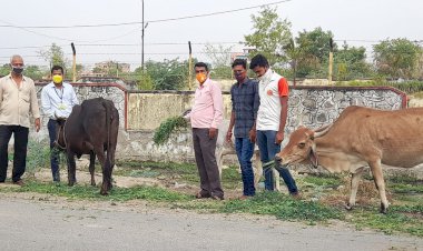 गायों को हरा चारा पशु पक्षियों के लिए दाना पानी की योजना पर पार्षद कर रहे कार्य