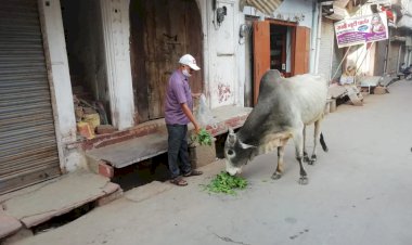 कोरोना काल मे बेजुबान जानवरो का रखा जा रहा ध्यान