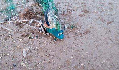 नवयुवको व पत्रकार की सूझबूझ ने बचाई राष्ट्रीय पक्षी मोर की जान