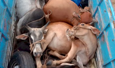 गोविंदगढ़ थाना पुलिस की कार्रवाई 6 गोवंश सहित पिकअप की जप्त गौ तस्कर हुए फरार