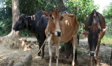 बदलते मौसम में कैसे करें पशुओं की देखभाल को लेकर दी जानकारी