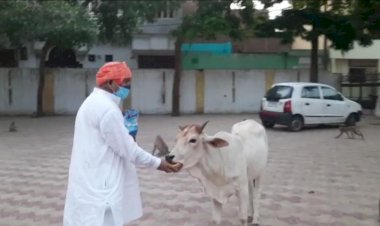 लॉकडाउन में बेसहारा और बेजुबान जानवरों का सहारा बने दातागंज विधायक राजीव कुमार सिंह