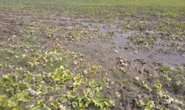 लॉकडाउन के बाद तौकते बरसात से तरबूज-खरबूज की खेती में भारी नुकसान, किसान को बीज की लागत भी नहीं लगी हाथ