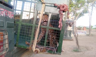 सरिस्का के जंगलों में कुए में गिरा बघेरा, वनकर्मियों ने किया रेस्कयू