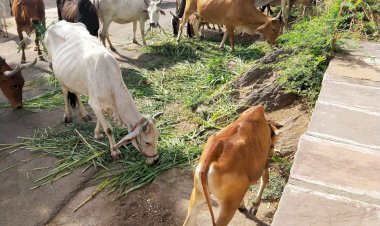 गौरक्षक दल पुर द्वारा प्रतिदिन 1500 KG चारे का किया जा वितरण