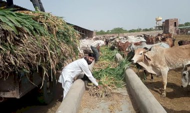 गौसेवकों ने जयश्री गौशाला पर भेजा 60 क्विंटल हरा चारा