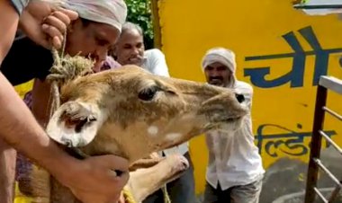 अर्रूबा गांव के तालाब पर पानी पीने आई नील गाय काे कुत्तों ने किया घायल, ग्रामीणाे ने किया प्राथमिक उपचार
