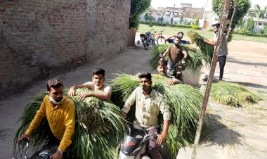 शिव बालाजी गौ सेवा संगठन विकट परिस्थितियों मे कर रहा गौसेवा