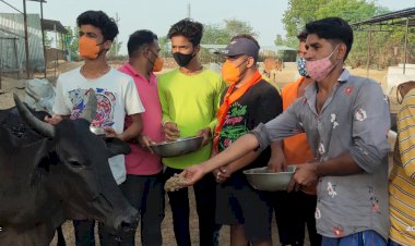 बजरंग दल के कार्यकर्ताओं ने गौशाला में गायो को 151 किलो की लापसी खिलाई