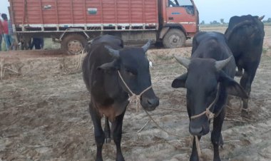 गौतस्करों के खिलाफ खोह थाना पुलिस की कार्यवाही, एक दर्जन गोवंश को मुक्त, तस्कर फरार