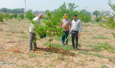 लूपिन ने मटका सिंचाई पद्धति से किया पौधारोपण