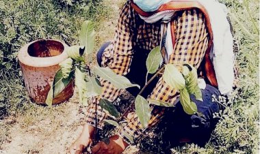 विश्व पर्यावरण दिवस पर शुद्ध वातावरण के लिए वृक्षारोपण करने का ले संकल्प:- वर्मा