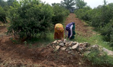 जैविक खेती कर लगाए 700 अनार के पेड, पटवारी मोतीलाल शर्मा किसानों को कर रहे प्रेरित