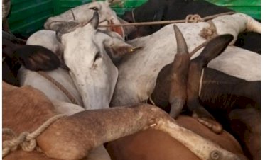 गौतस्करों के खिलाफ खोह थाना पुलिस की कार्यवाही, 8 गोवंश कराए मुक्त, टाटा 407 गाड़ी जप्त