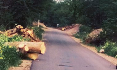 सड़क किनारे पड़े लक्कड़ दे रहे हादसे को न्यौता, कभी भी हो सकती है कोई दुर्घटना