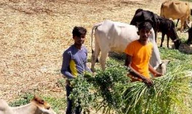 राष्ट्रीय गौ पुत्र कमांडो फोर्स सेवा संस्थान वोपारी में भामाशाह के सहयोग से गायों को खिलाया हरा चारा