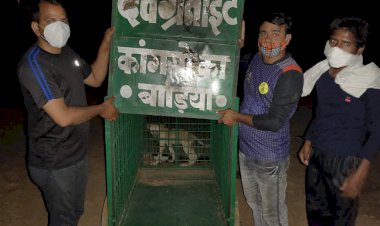 वन खंड काबरा में पैंथर को पकडऩे के लिए वन विभाग ने लगाया पिंजरा