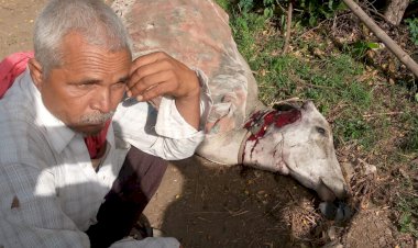 उपनगर पुर क्षेत्र में पैंथर की दहशत, आए दिन पैंथर गाय के बछड़ो को बना रहे निशाना