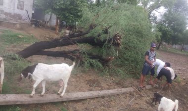 सकट क्षेत्र में अंधड़ बना आफत, बारिश से मिला सुकून
