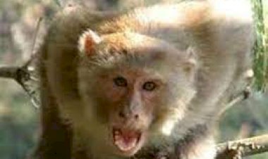 बर्डोद में बंदरों के आतंक से ग्रामीण परेशान