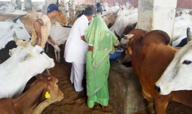 गायों को हरा चारा खिलाने से दूर होते हैं ग्रह दोष - चौहान