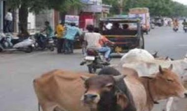 सड़क पर आवारा पशुओं का बना रहता है जमावड़ा, आतंक से आमजन परेशान