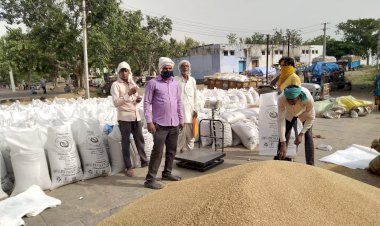 क्रय विक्रय ने 529 किसानों से 29 हजार 289 क्विंटल गेहूं की सरकारी रेट पर की खरीद