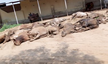 शाहजहांपुर पुलिस की बडी कार्यवाही गायों से भरा कंटेनर पकड़ा, 31 गायें मरी मिली