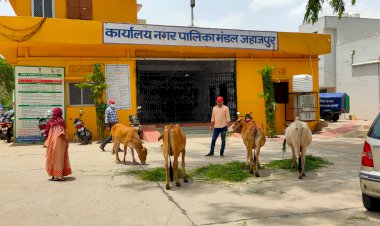 गो वंश को सड़क पर खुले छोड़ने वाले मालिकों का पता लगाएगी  पालिका