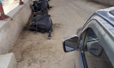 रेलवे अंडरपास में पशुओं को बढ़ाकर किया जा रहा है अतिक्रमण,आमजन परेशान