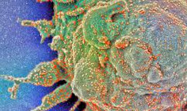 मकराना में डेल्टा वेरिएंट एंट्री की अफवाह से जिले में दहशत