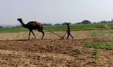 खेतों में निराई गुड़ाई में व्यस्त है अन्नदाता, बिन बारिश के मुरझाने लगी फसलें